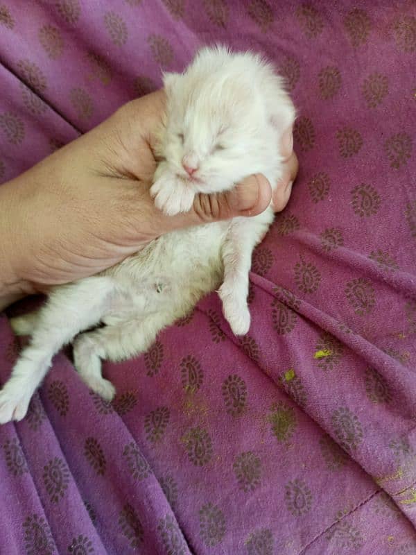 cat with 2 kittens available for a new home 3