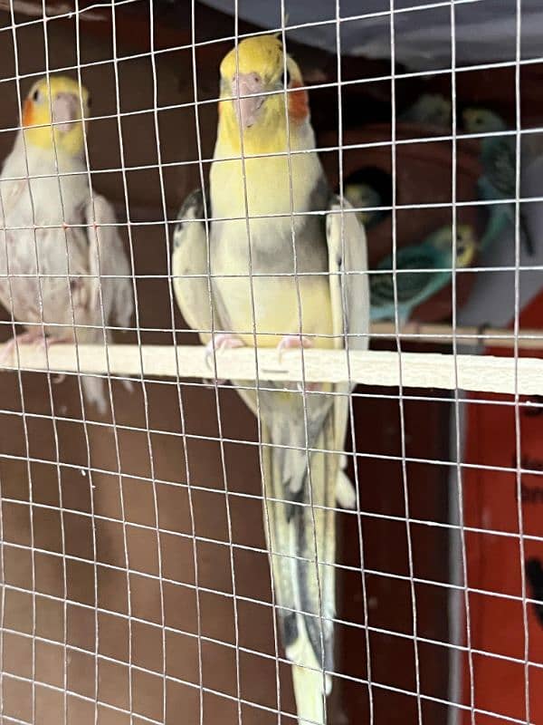 cockatiel pair for sale and budgie and hogoromo available 03224711521 0
