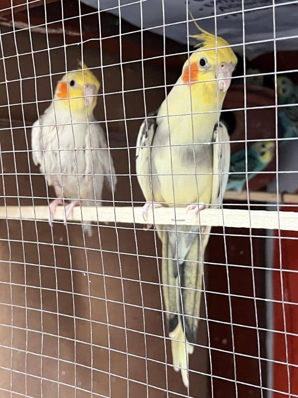 cockatiel pair for sale and budgie and hogoromo available 03224711521 1