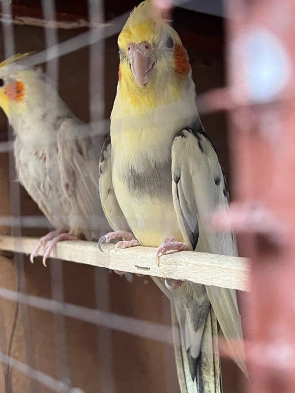 cockatiel pair for sale and budgie and hogoromo available 03224711521 2