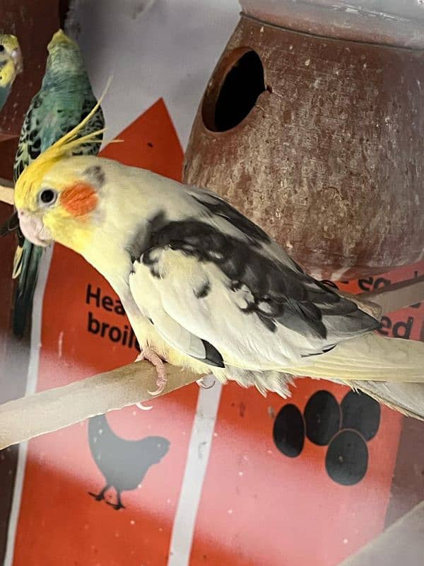 cockatiel pair for sale and budgie and hogoromo available 03224711521 3