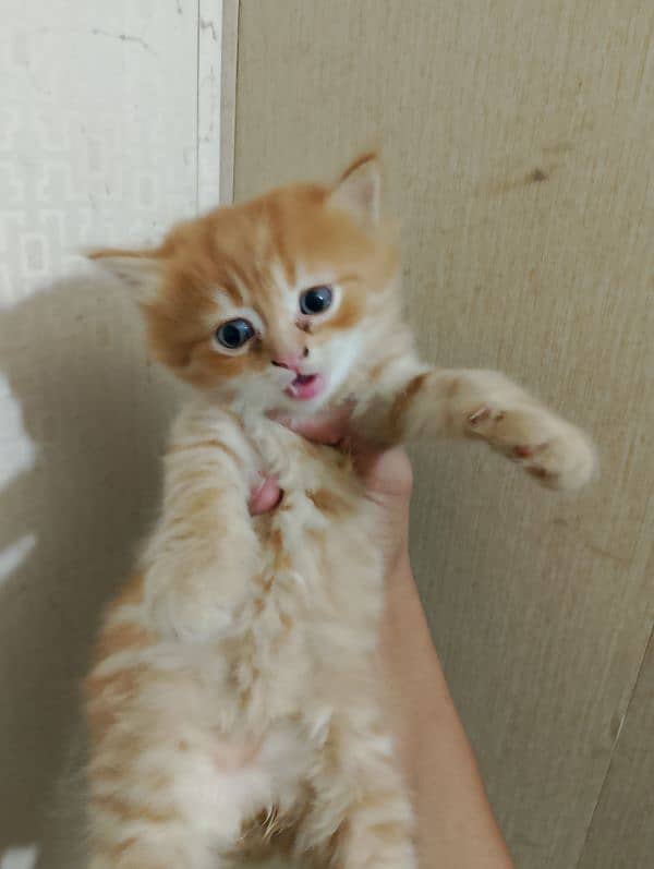 persian kittens triple coated blue eyes healthy for sale 5