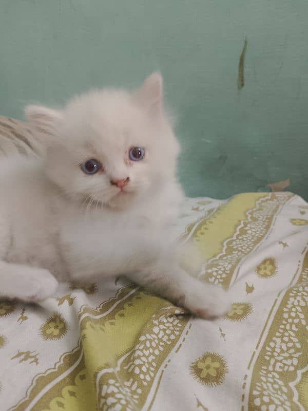 persian kittens triple coated blue eyes healthy for sale 4