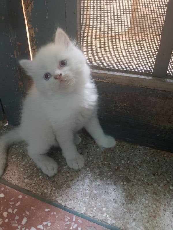 persian kittens triple coated blue eyes healthy for sale 7