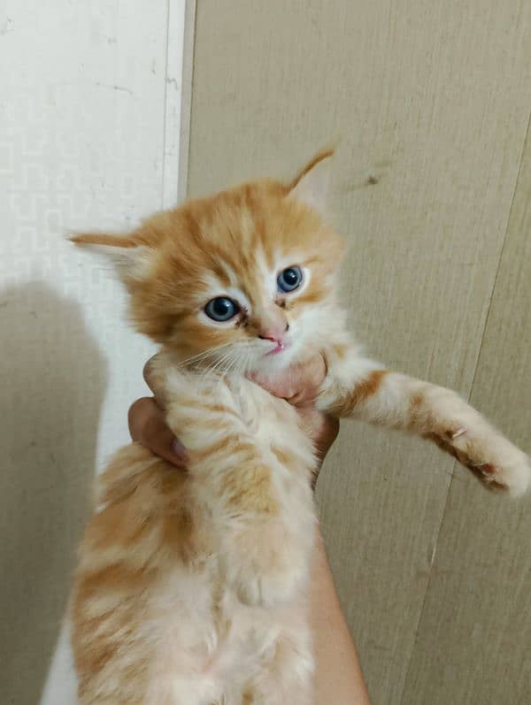 persian kittens triple coated blue eyes healthy for sale 11