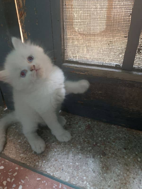 persian kittens triple coated blue eyes healthy for sale 12