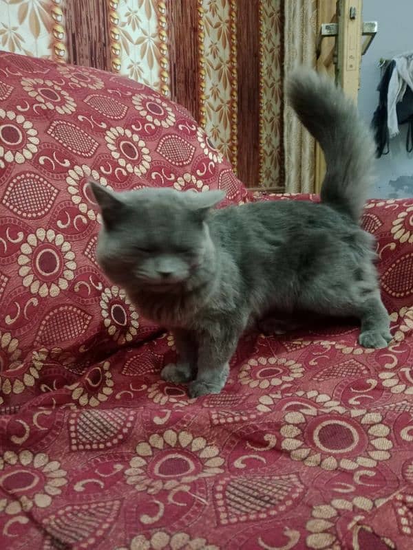 beautiful cat 0