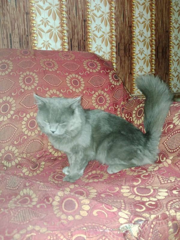 beautiful cat 2