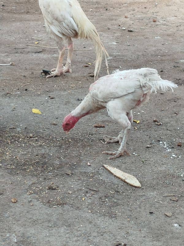 Aseel and Desi Hen 1