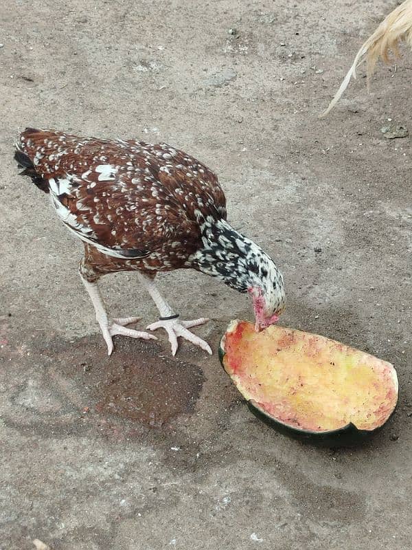 Aseel and Desi Hen 2