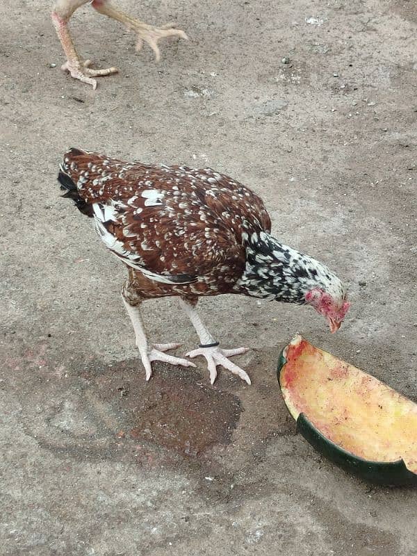 Aseel and Desi Hen 4
