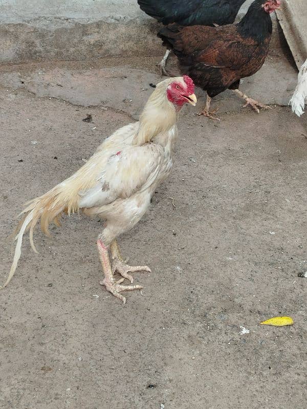 Aseel and Desi Hen 6
