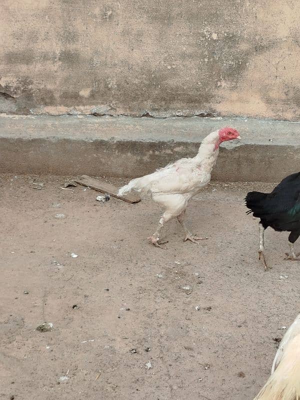 Aseel and Desi Hen 7