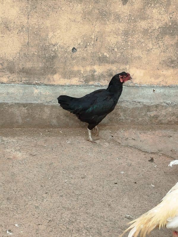 Aseel and Desi Hen 8