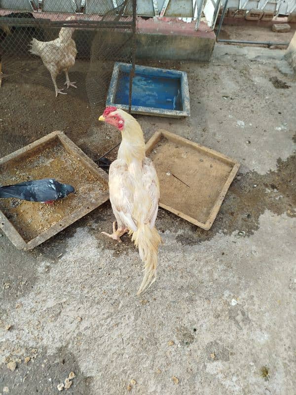 Aseel and Desi Hen 10