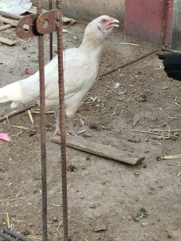Aseel and Desi Hen 11