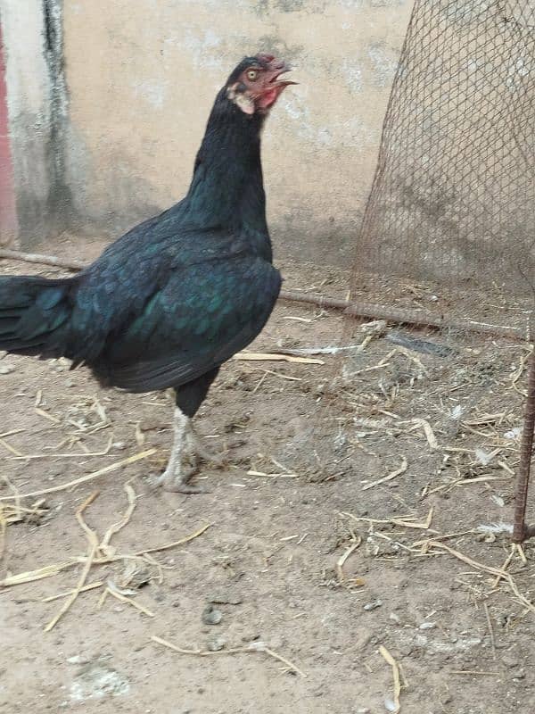 Aseel and Desi Hen 12