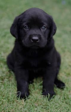 Labrador