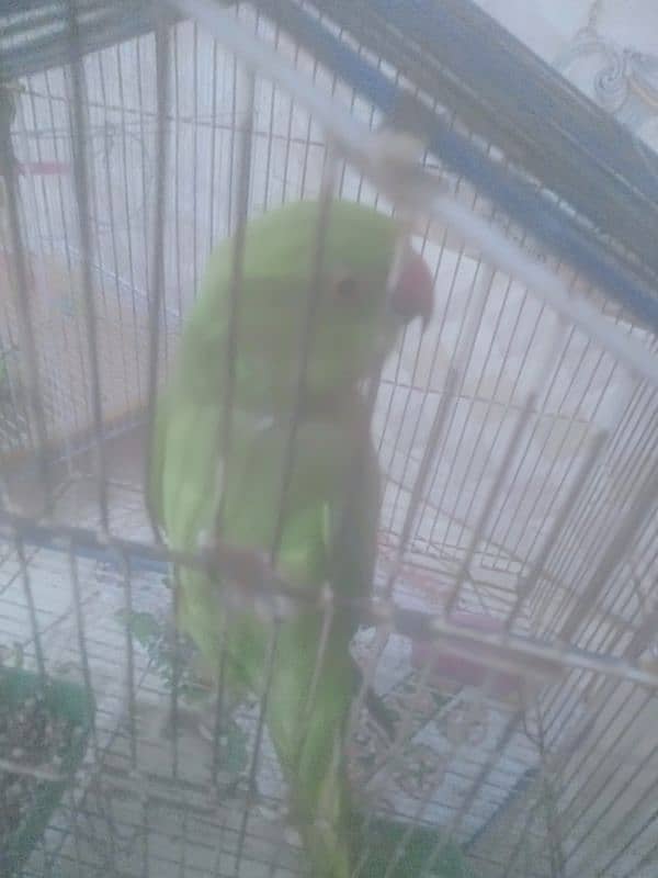 Good sounding green parrot 0