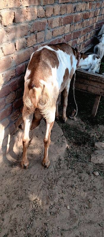 bakri 0