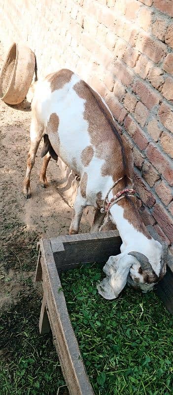 bakri 1