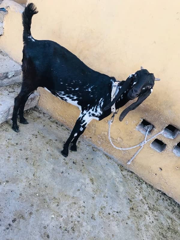 MashaAllah mahki chini bakri or saith 1 bakri ka bacha for sale ha 1