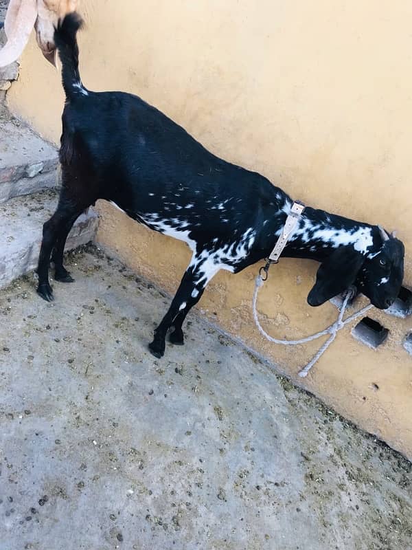 MashaAllah mahki chini bakri or saith 1 bakri ka bacha for sale ha 2