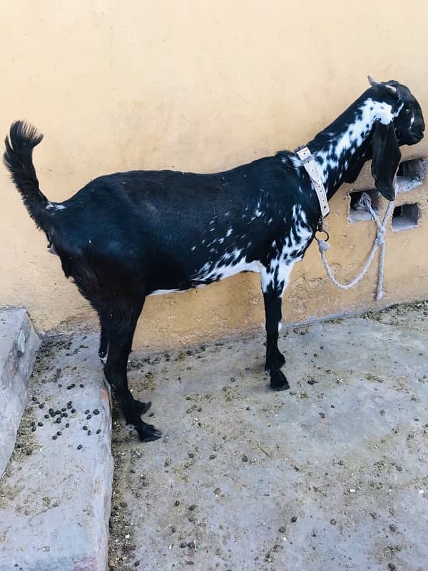 MashaAllah mahki chini bakri or saith 1 bakri ka bacha for sale ha 3