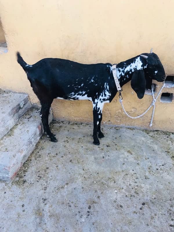 MashaAllah mahki chini bakri or saith 1 bakri ka bacha for sale ha 4