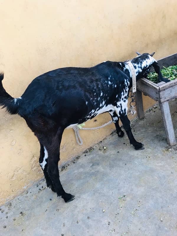 MashaAllah mahki chini bakri or saith 1 bakri ka bacha for sale ha 5