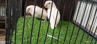 Albino /Love birds /pail fallow/breeder pairs /Parrot for sale