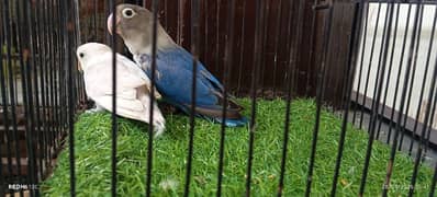 Albino /Love birds /pail fallow/breeder pairs /Parrot for sale