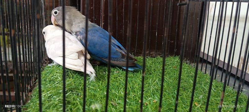 Albino /Love birds /opline/breeder pairs /Parrot for sale 1