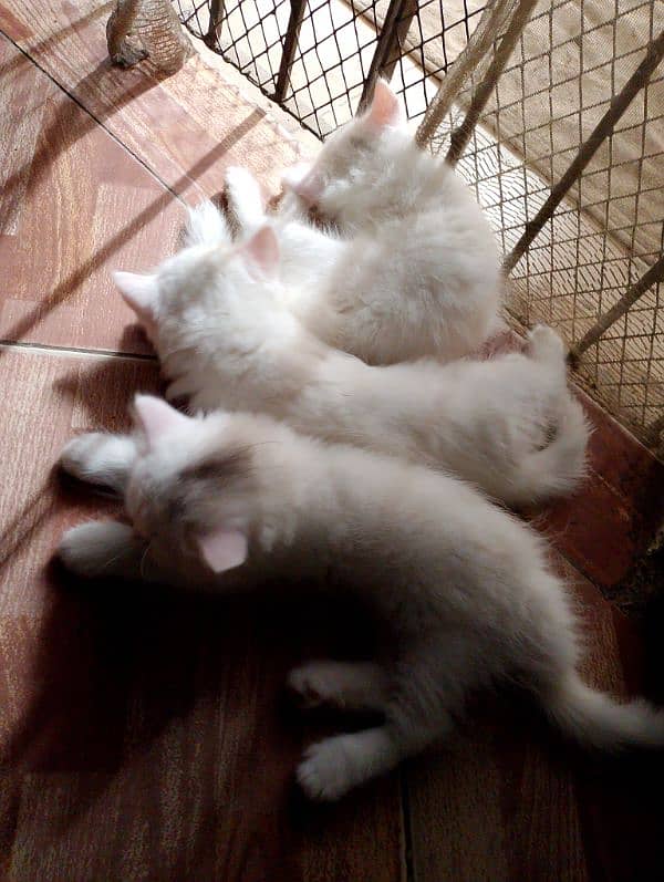persian kitten for sale 0