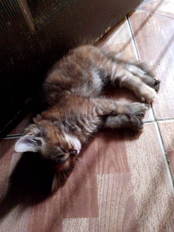 persian kitten for sale 1