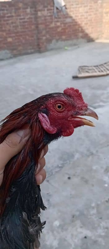 Aseel murga miawali 6