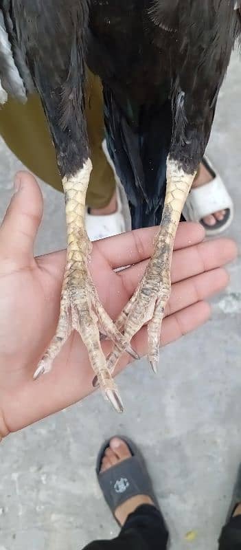 Aseel murga miawali 7