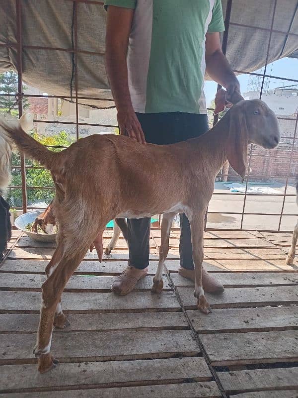 goat sale 0