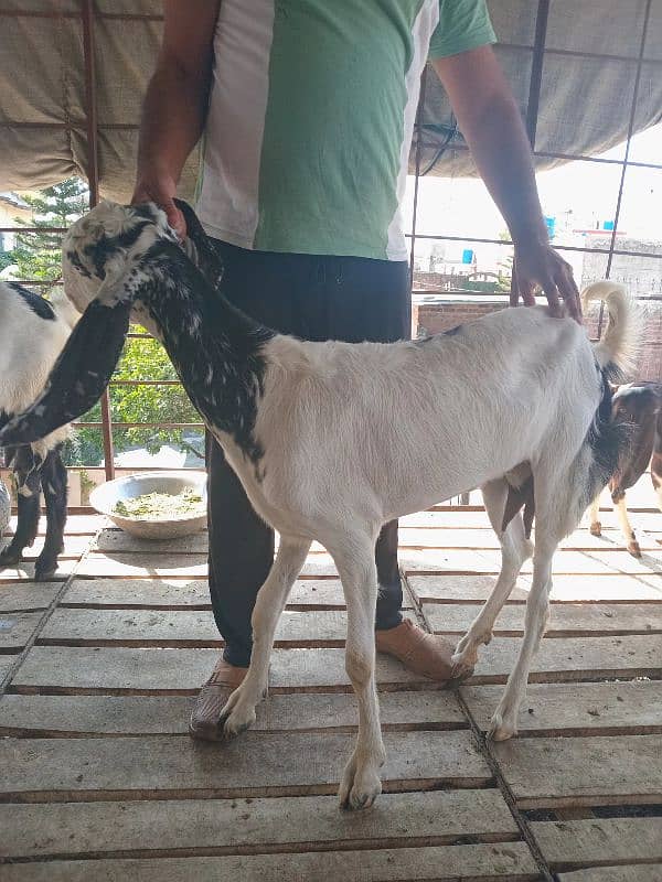 goat sale 1