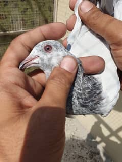 Pigeons