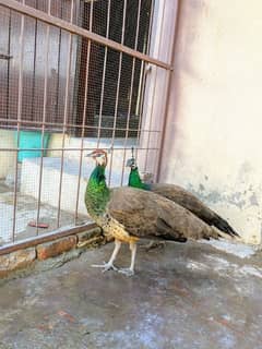 peacock