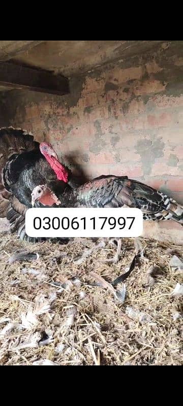 turkey paro 0