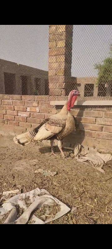 turkey paro 2