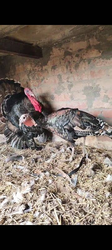 turkey paro 3