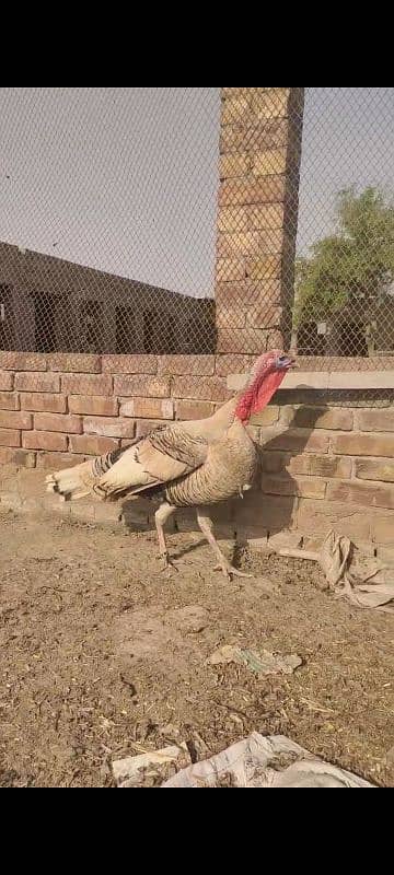 turkey paro 4