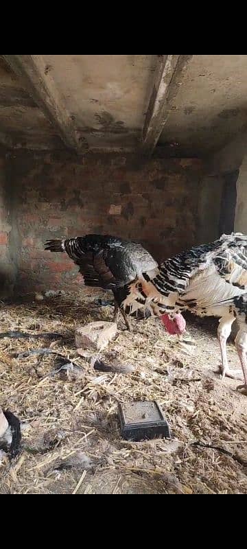 turkey paro 5