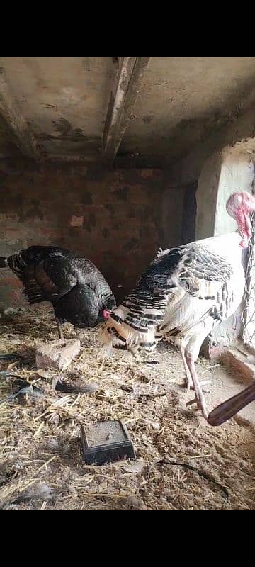 turkey paro 6