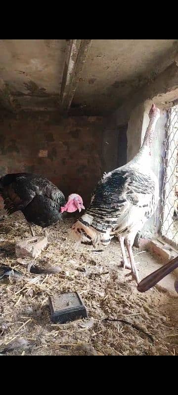 turkey paro 7