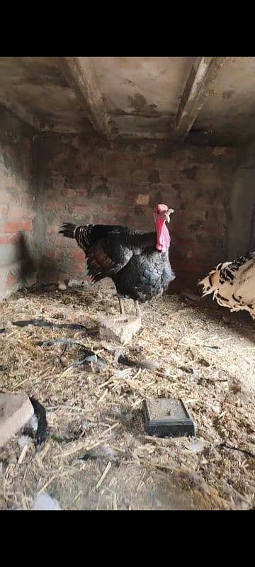 turkey paro 8