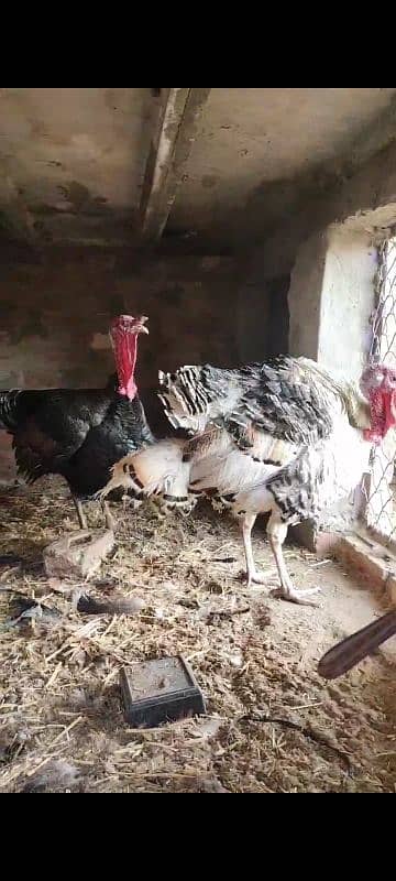 turkey paro 9